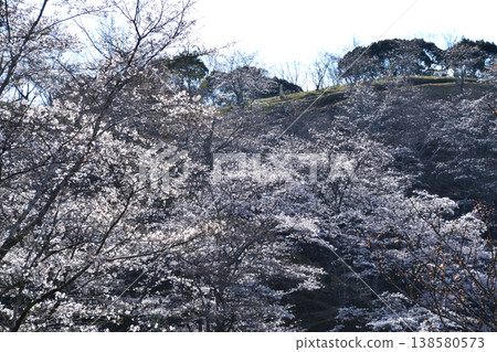 櫻花流氓 櫻花流氓 138580573