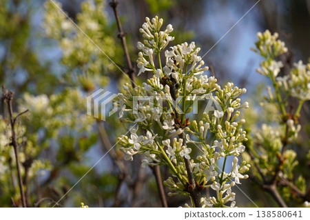 丁香花開始綻放-2026年3月 丁香花開始綻放-2026年3月 138580641