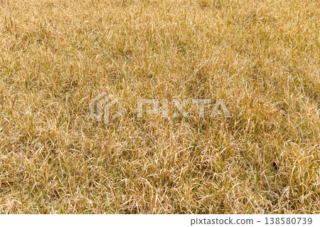 枯萎的草地紋理背景 138580739