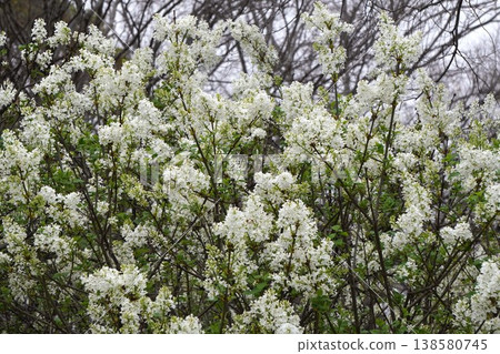 丁香花 - 2026年4月 138580745