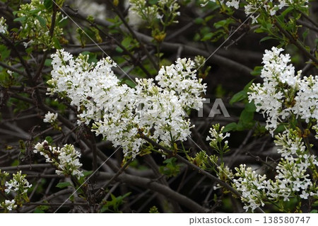丁香花 - 2026年4月 138580747