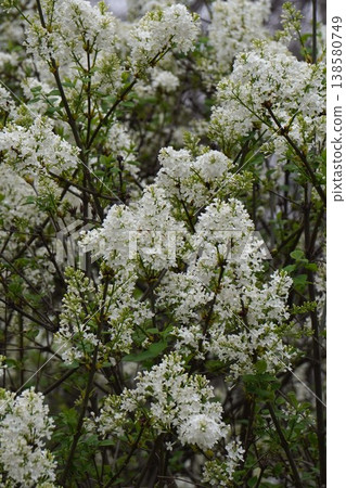 丁香花 - 2026年4月 138580749