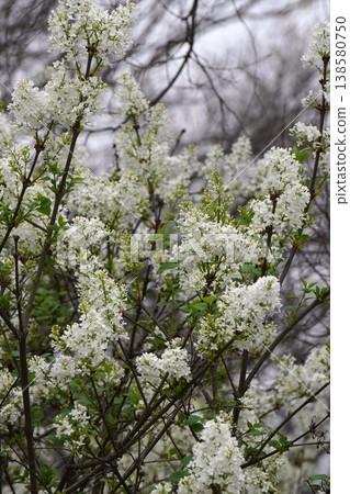Lilac flowers - April 2026 Lilac flowers - April 2026 138580750