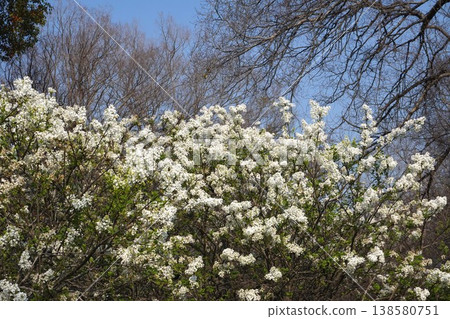 丁香花 - 2026年4月 138580751