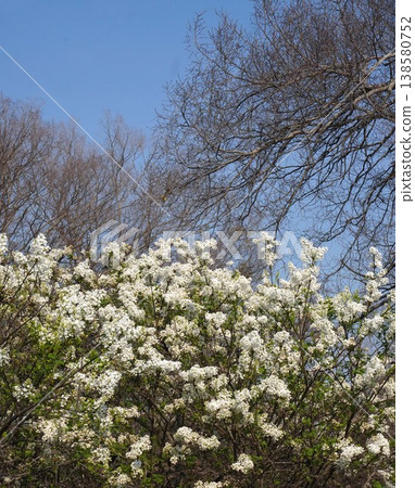 丁香花 - 2026年4月 138580752