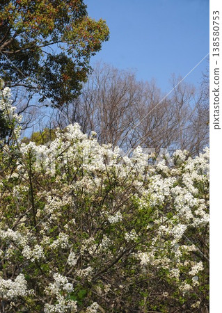 丁香花 - 2026年4月 丁香花 - 2026年4月 138580753
