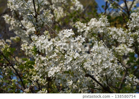 丁香花 - 2026年4月 138580754
