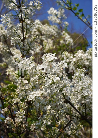 丁香花 - 2026年4月 138580755