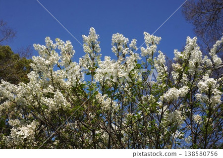 丁香花 - 2026年4月 丁香花 - 2026年4月 138580756