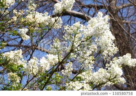 丁香花 - 2026年4月 138580758