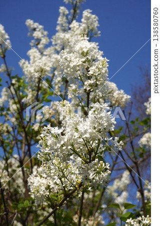 丁香花 - 2026年4月 138580760