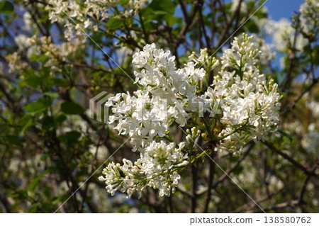 丁香花 - 2026年4月 丁香花 - 2026年4月 138580762