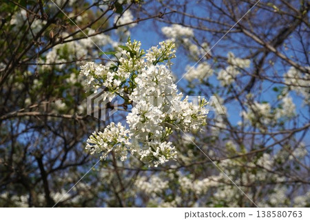 丁香花 - 2026年4月 138580763