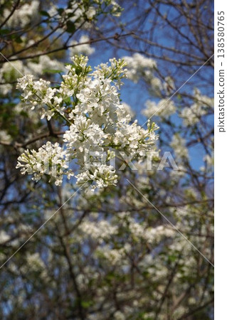 丁香花 - 2026年4月 丁香花 - 2026年4月 138580765