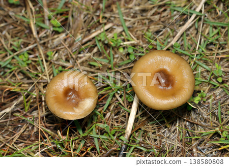 In spring in Japan, two bright brown mushrooms of the genus *Lyophyllum* were found in a grassy field (macro photography of wild mushrooms). In spring in Japan, two bright brown mushrooms of the genus *Lyophyllum* were found in a grassy field (macro photography of wild mushrooms). 138580808