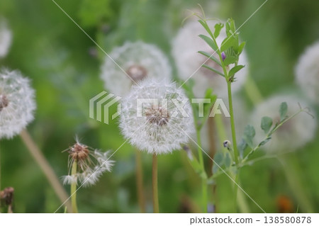 Dandelion fluff swaying in the spring breeze 138580878