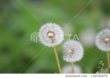 Dandelion fluff swaying in the spring breeze Dandelion fluff swaying in the spring breeze 138580879