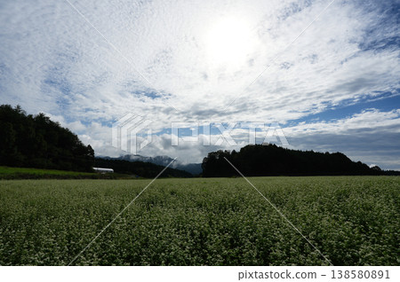 Autumn scenery of a buckwheat field in Kasa Autumn scenery of a buckwheat field in Kasa 138580891
