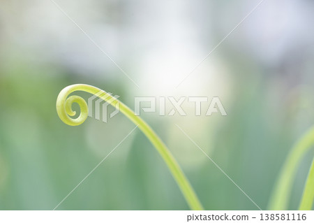 The tips of the leaves of the Lilium maculatum. The tips of the leaves of the Lilium maculatum. 138581116