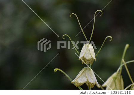 Bell-shaped flowers of the Lilium maculatum Bell-shaped flowers of the Lilium maculatum 138581118