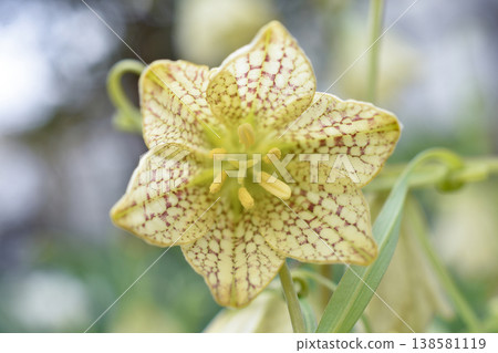 Flower of Amigasa lily 138581119