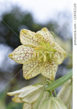 Amigasa百合花 138581120