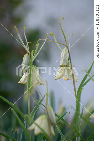 Bell-shaped flowers of the Lilium maculatum 138581121