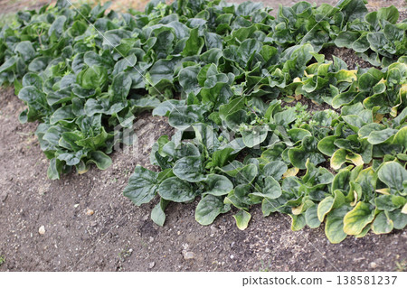 Spinach trace element deficiency 138581237