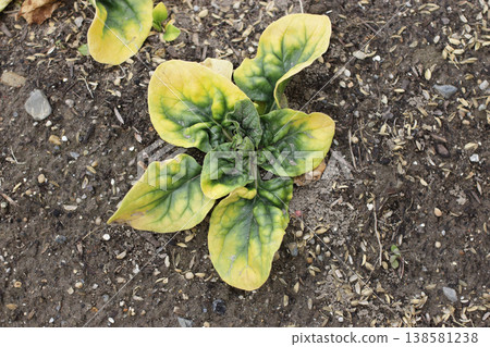 Spinach trace element deficiency 138581238