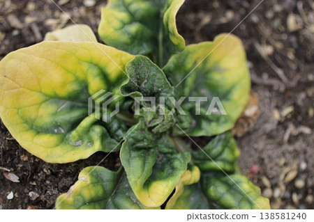 菠菜微量元素缺乏症 菠菜微量元素缺乏症 138581240