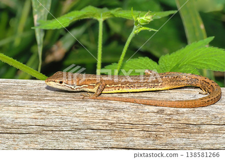 Japanese kana snake 138581266