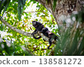 Howler monkeys 138581272