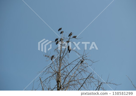 Many pigeons perched on the branches of a dead tree against a blue sky. Many pigeons perched on the branches of a dead tree against a blue sky. 138581299