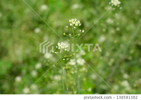 White flowers of shepherd's purse (Capsella bursa-pastoris) blooming in a spring field. White flowers of shepherd's purse (Capsella bursa-pastoris) blooming in a spring field. 138581302