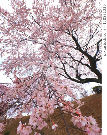 Sanuki Flower Garden, former Kagawa Prefectural Horticultural Research Center, weeping cherry tree, Takamatsu City, Kagawa Prefecture 16 Sanuki Flower Garden, former Kagawa Prefectural Horticultural Research Center, weeping cherry tree, Takamatsu City, Kagawa Prefecture 16 138581339