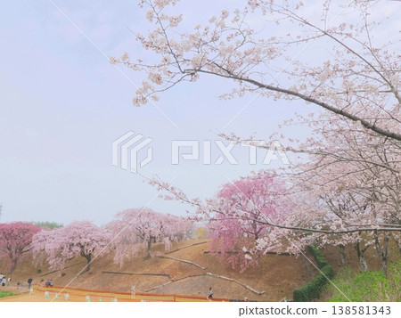 Sanuki Flower Garden, former Kagawa Prefectural Horticultural Research Center, weeping cherry tree, Takamatsu City, Kagawa Prefecture 12 138581343
