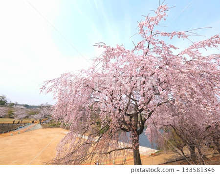 贊岐花園，原香川縣園藝研究中心，垂枝櫻花樹，香川縣高松市9號 138581346