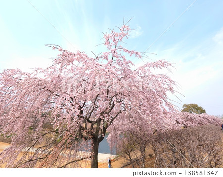 Sanuki Flower Garden, former Kagawa Prefectural Horticultural Research Center, weeping cherry tree, Takamatsu City, Kagawa Prefecture 8 Sanuki Flower Garden, former Kagawa Prefectural Horticultural Research Center, weeping cherry tree, Takamatsu City, Kagawa Prefecture 8 138581347