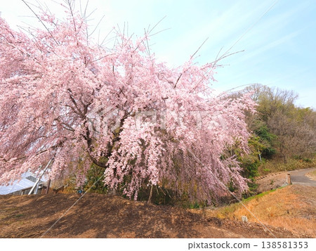 Sanuki Flower Garden, former Kagawa Prefectural Horticultural Research Center, weeping cherry tree, Takamatsu City, Kagawa Prefecture 2 Sanuki Flower Garden, former Kagawa Prefectural Horticultural Research Center, weeping cherry tree, Takamatsu City, Kagawa Prefecture 2 138581353