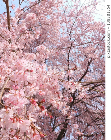Sanuki Flower Garden, former Kagawa Prefectural Horticultural Research Center, weeping cherry tree, Takamatsu City, Kagawa Prefecture Sanuki Flower Garden, former Kagawa Prefectural Horticultural Research Center, weeping cherry tree, Takamatsu City, Kagawa Prefecture 138581354