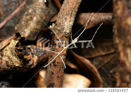 A tiny juvenile stick insect, about 2 cm long, walks across the forest floor in Japan (outdoor field insect macro photography). A tiny juvenile stick insect, about 2 cm long, walks across the forest floor in Japan (outdoor field insect macro photography). 138581457