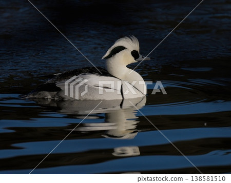 A Smew (Panda Duck) swimming leisurely in the park pond. A Smew (Panda Duck) swimming leisurely in the park pond. 138581510