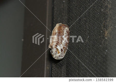 A praying mantis egg case laid on the screen door of a rural house (insect ecology macro photography) A praying mantis egg case laid on the screen door of a rural house (insect ecology macro photography) 138581599