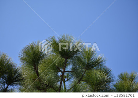 日本王松（Pinus palustris） 138581701