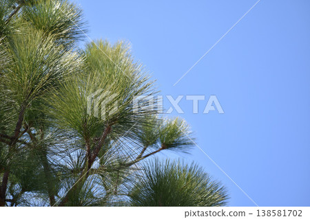 Japanese King Pine (Pinus palustris) 138581702