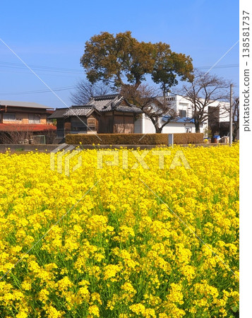 Rapeseed fields in Kanonji City Rapeseed fields in Kanonji City 138581737