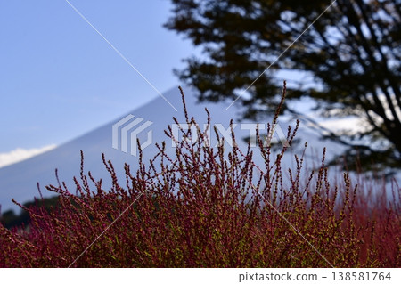 Kokia Fujisan Kokia Fujisan 138581764