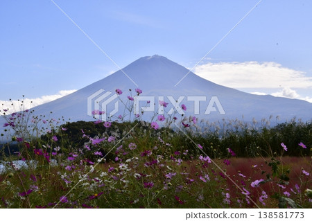 Cosmos Mt.Fuji Cosmos Mt.Fuji 138581773