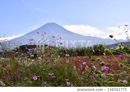 Cosmos Mt.Fuji Cosmos Mt.Fuji 138581775