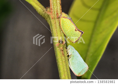 Planthopper (invasive species) and Green-winged Planthopper Planthopper (invasive species) and Green-winged Planthopper 138581981